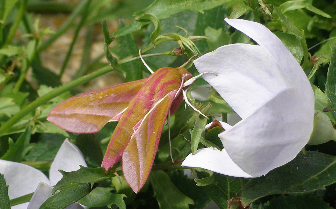 moth  2.jpg - OLYMPUS DIGITAL CAMERA